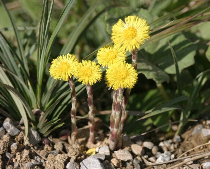 90964-tussilago